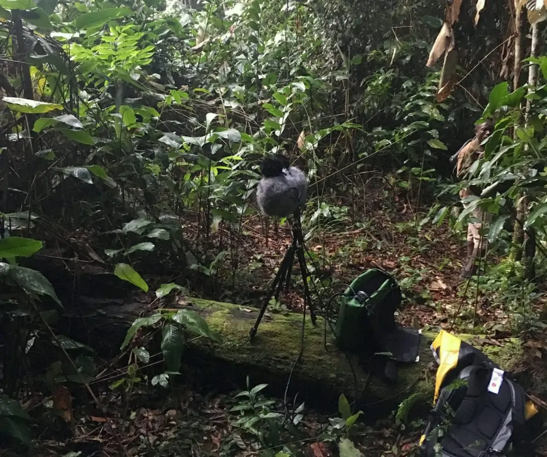 david kamp studiokamp sound recording field recording congo rain forest